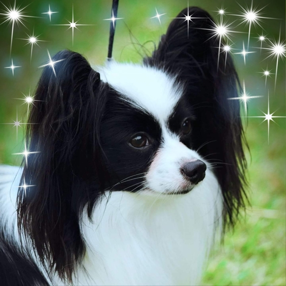 Meet your Posher, Dore - Picture 1 of 1